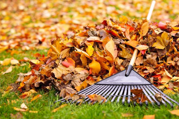 Leaves Removal in Palm Springs
