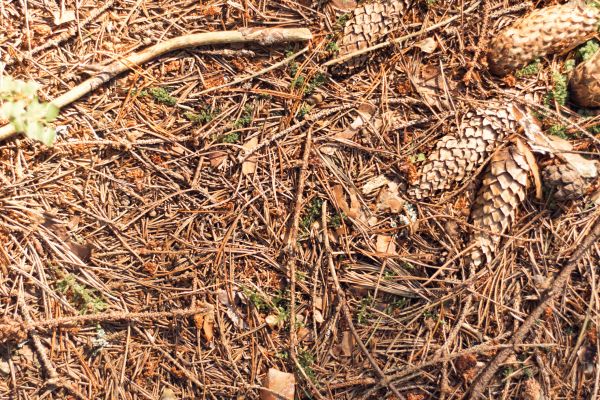 Cost of Pine Needles Removal in Palm Springs