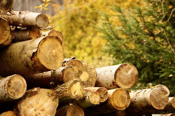 Wood Pile Removal in Palm Springs