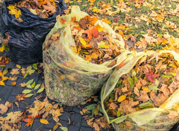 Yard Cleanup Service in Palm Springs