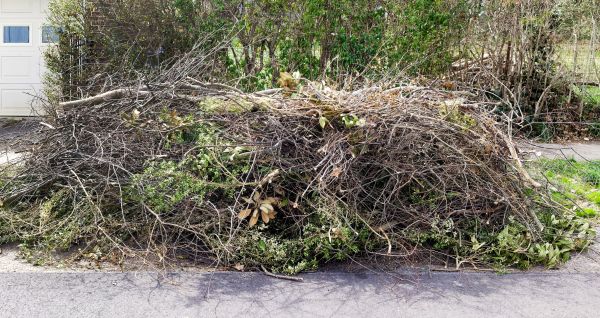 Tree Limb Cleanup in Palm Springs