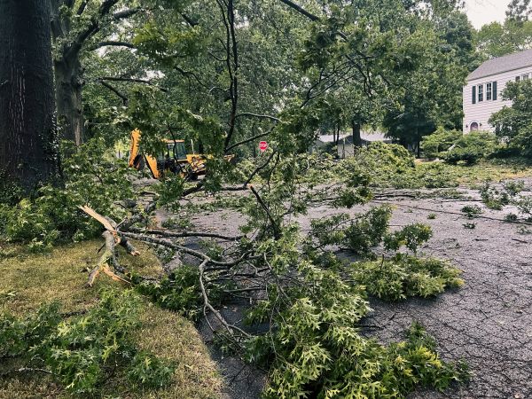 Tree Branch Disposal in Palm Springs