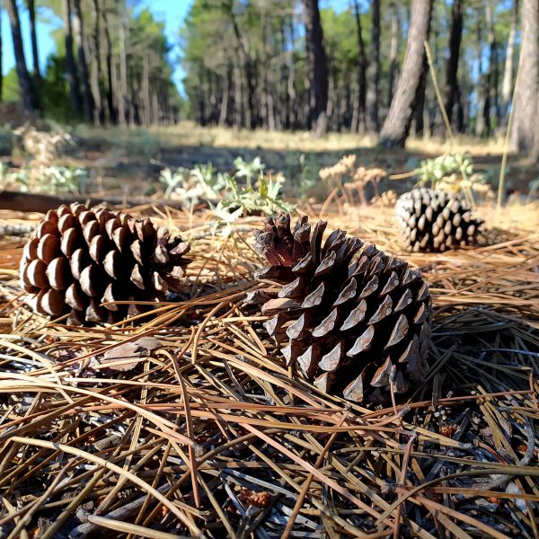 Cost of Pine Cone Removal in Palm Springs
