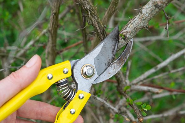 Limbs Removal in Palm Springs