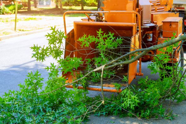 Tree Branches Removal in Palm Springs
