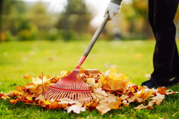 Cost of Ditch Leaf Removal in Palm Springs
