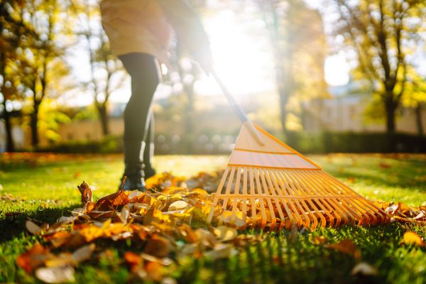 Leaves Raking in Palm Springs