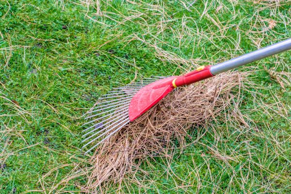 Yard Raking in Palm Springs