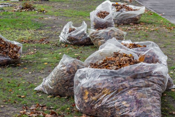 Cost of Leaf Pile Disposal in Palm Springs