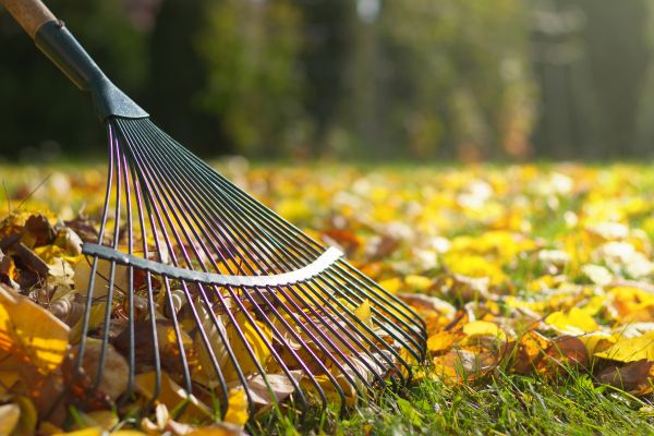 Leaf Removal in Palm Springs