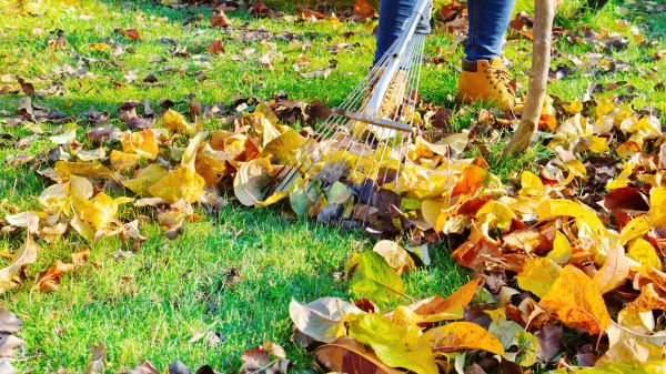Lawn Cleanup Service in Palm Springs