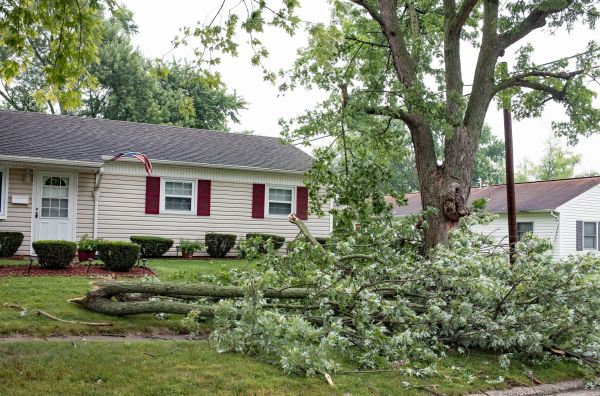 Fallen Branch Removal in Palm Springs