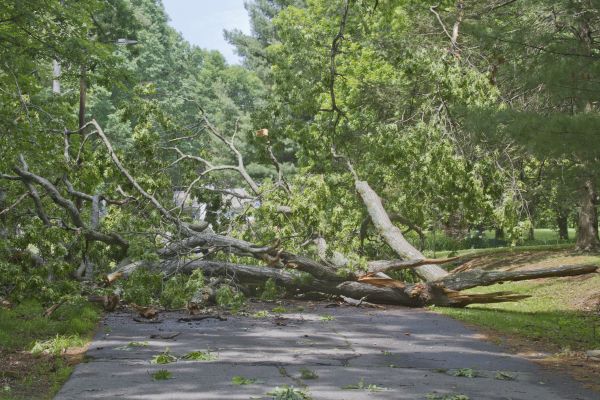 Tree Debris Removal in Palm Springs